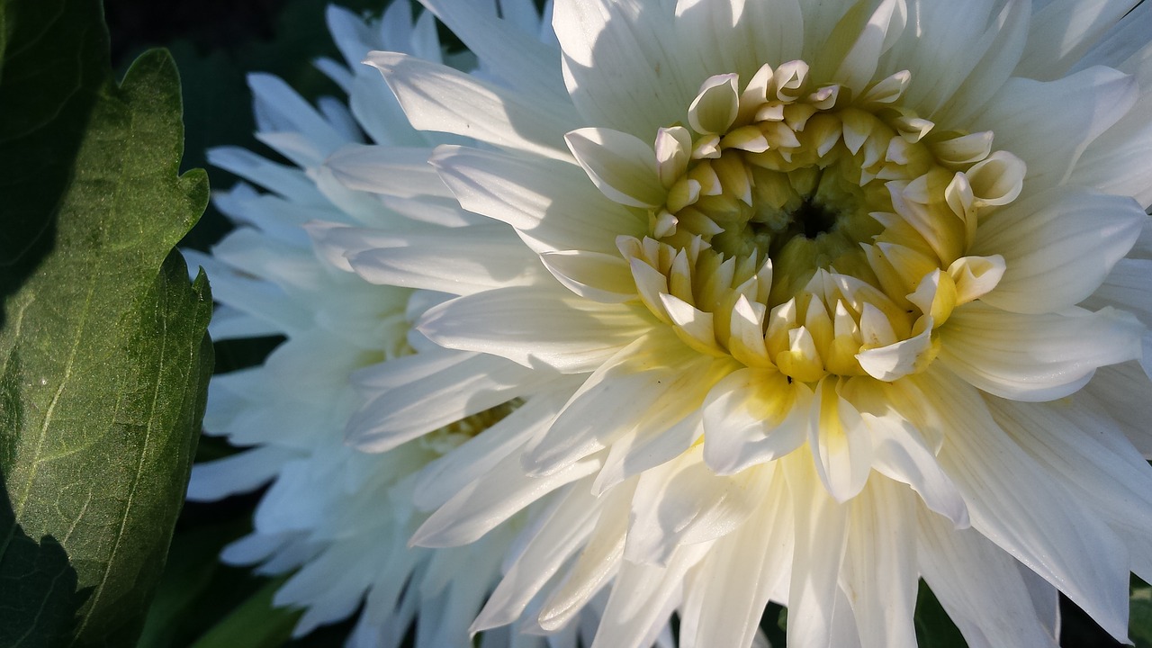 flowers white flowers bouquet free photo