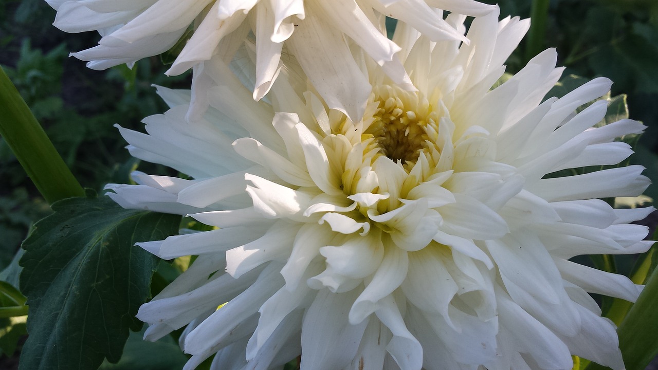 flowers dahlia white flowers free photo