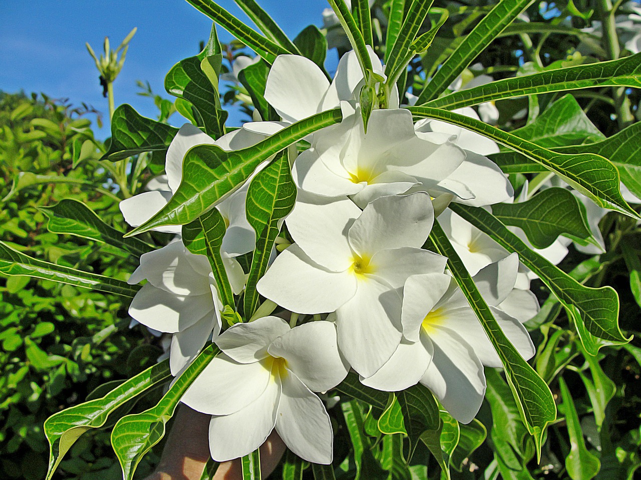 flowers garden plants free photo