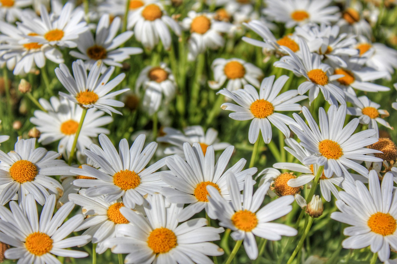 flowers daisy garden free photo