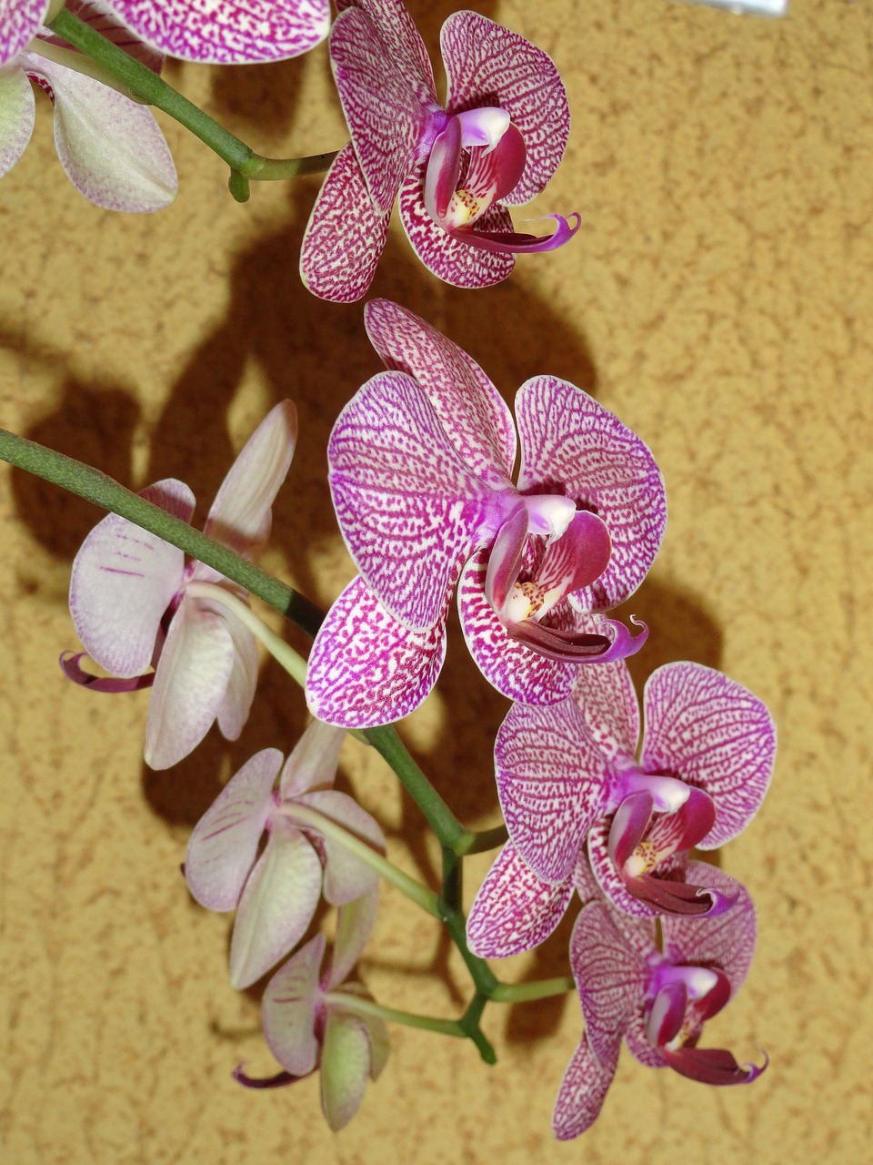 flowers orchid garden free photo