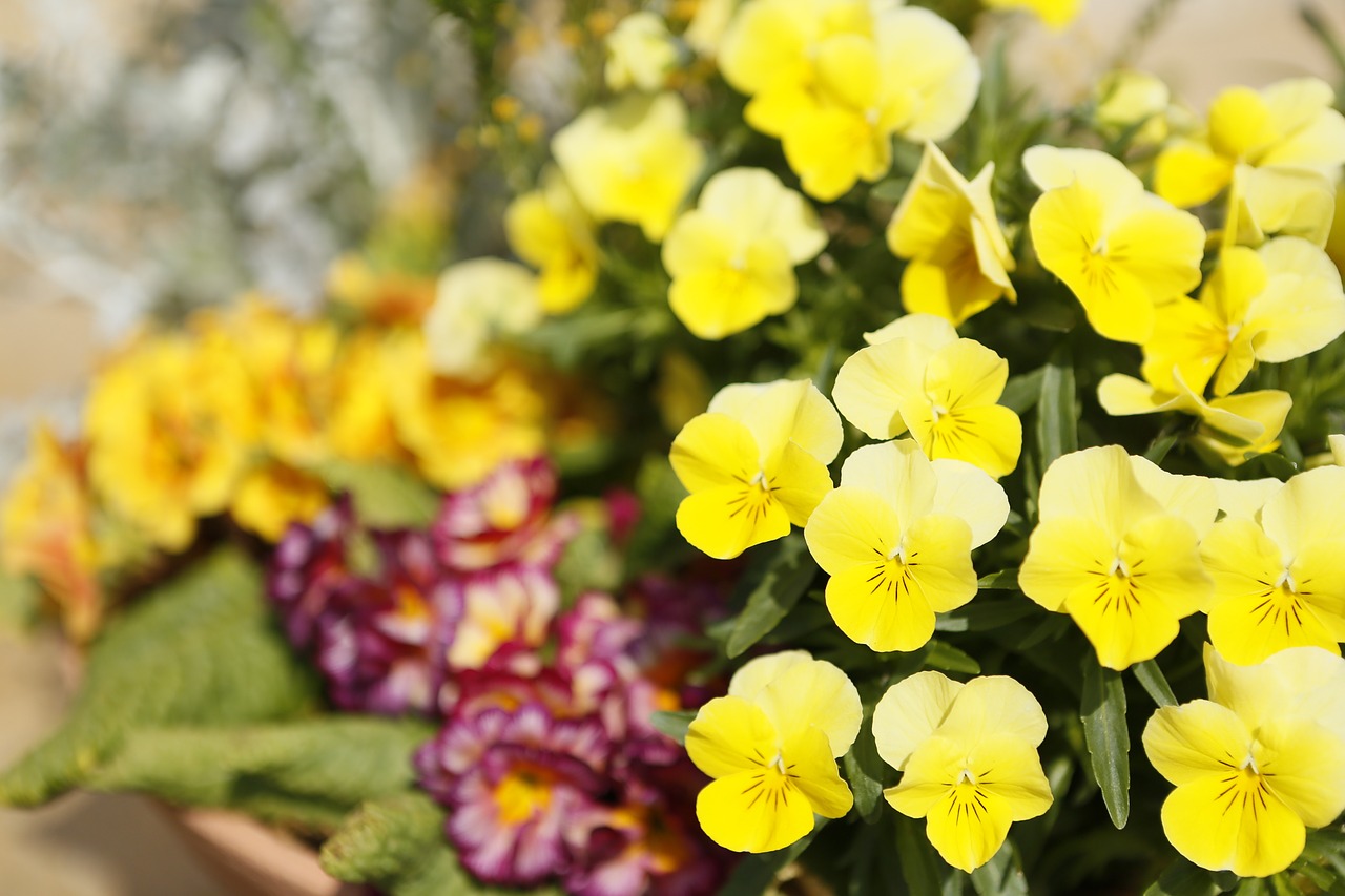 flowers pansy flower garden free photo