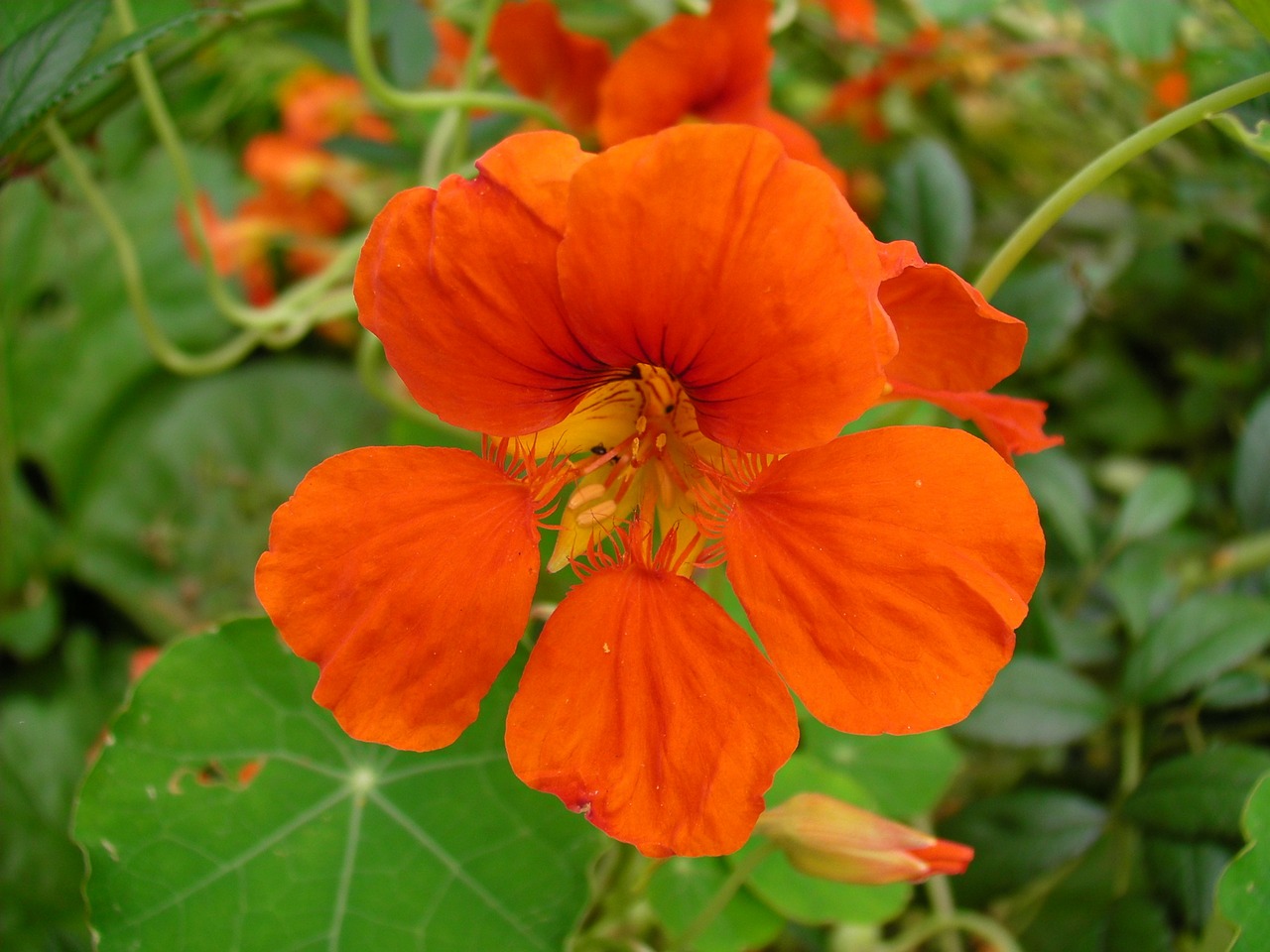 flowers nasturtiums orange free photo