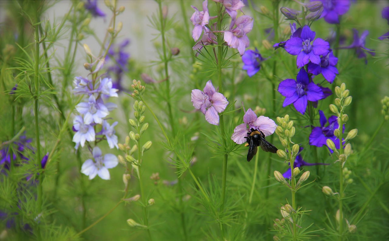 flowers plants blooms free photo