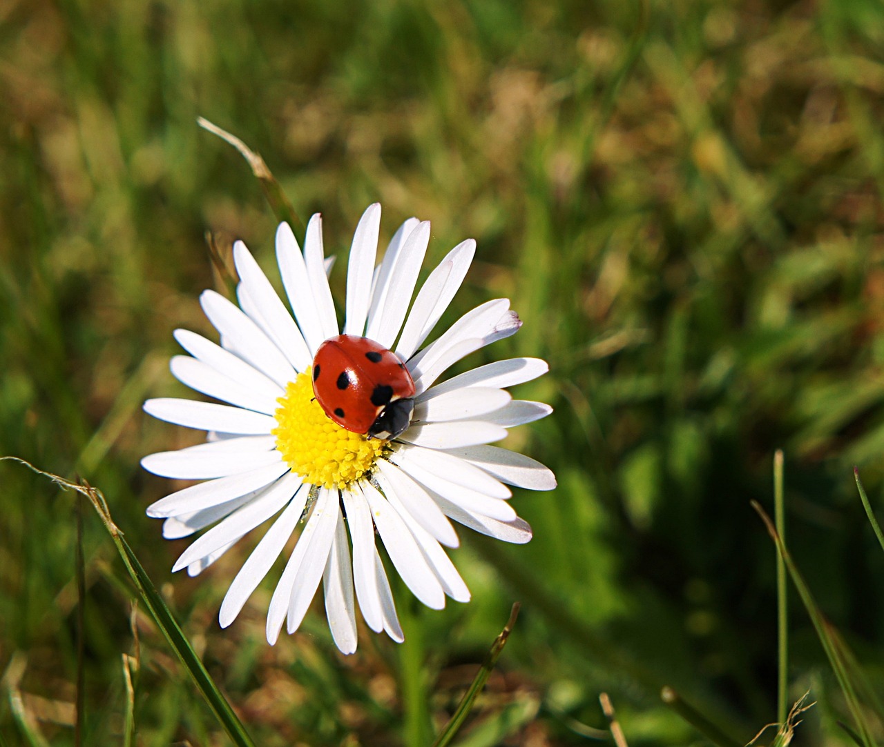 flowers daisy white free photo