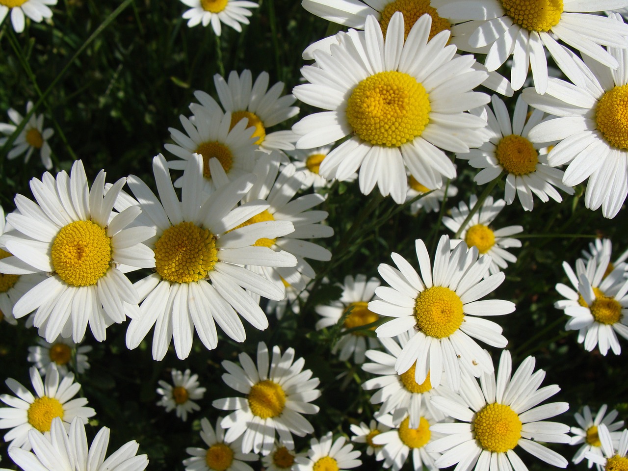 flowers marguerite ox eye free photo