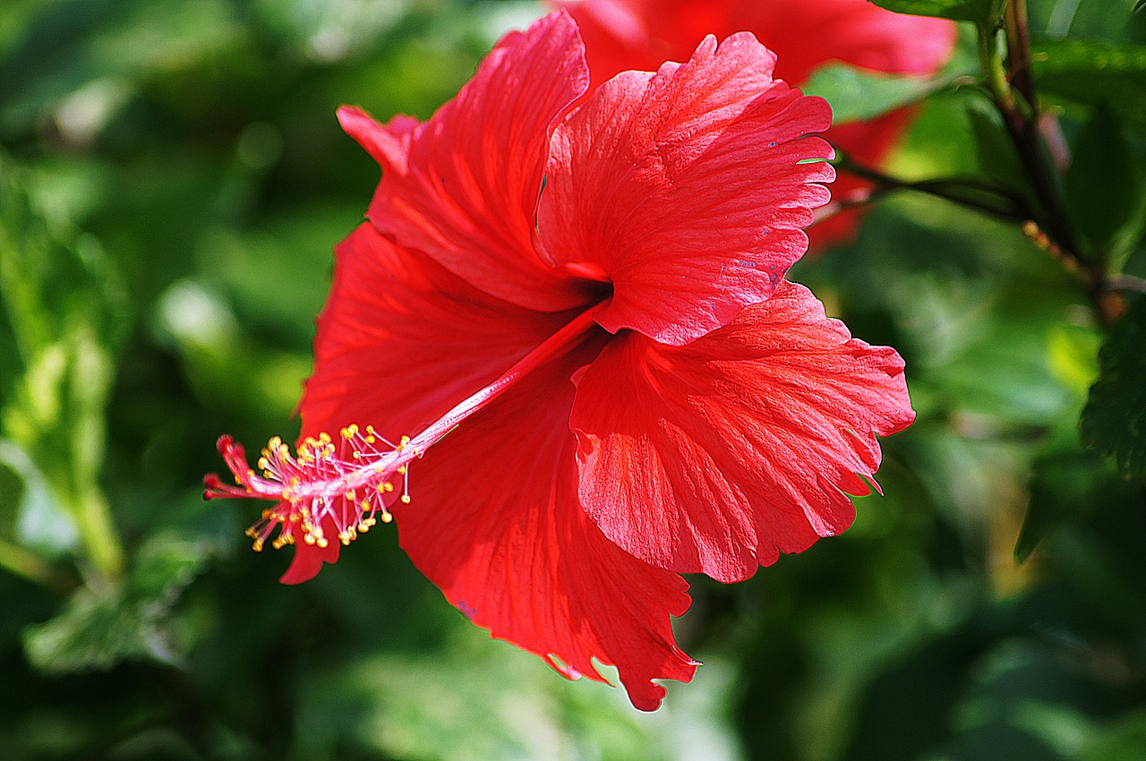 flowers red hibiscus free photo