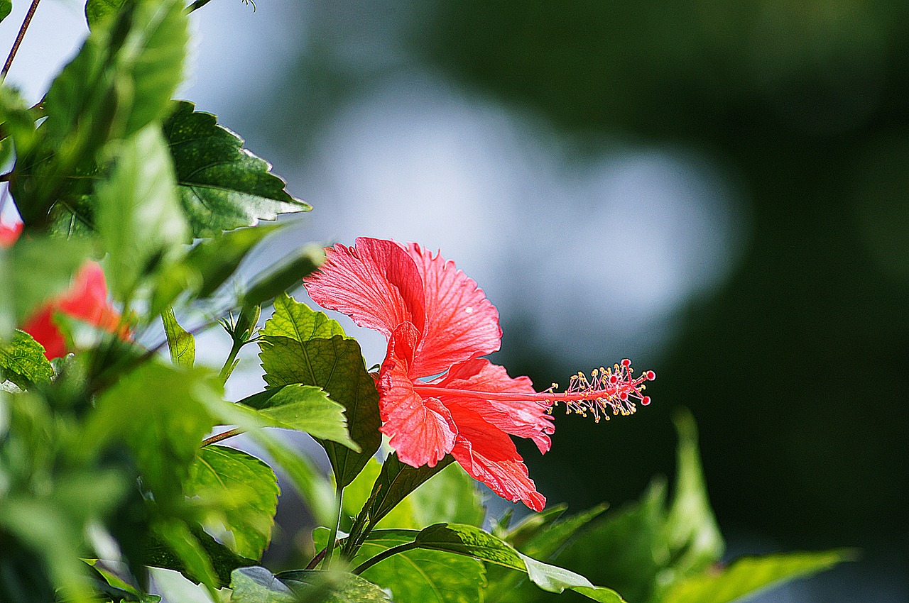 flowers red hibiscus free photo