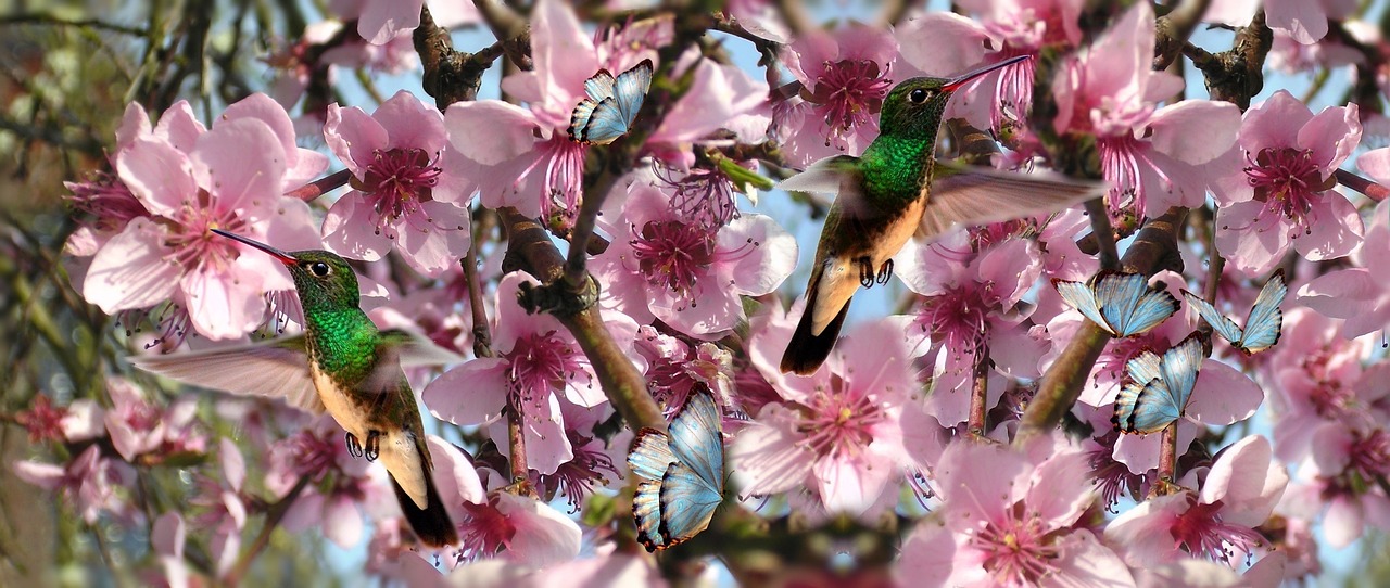 flowers birds beija flor free photo