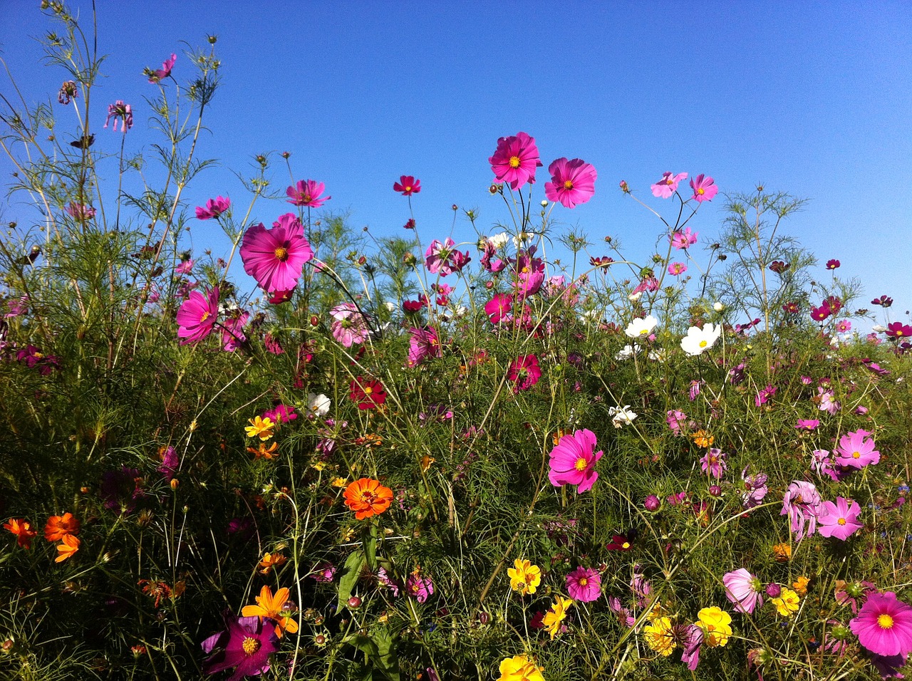 flowers summer summer flowers free photo