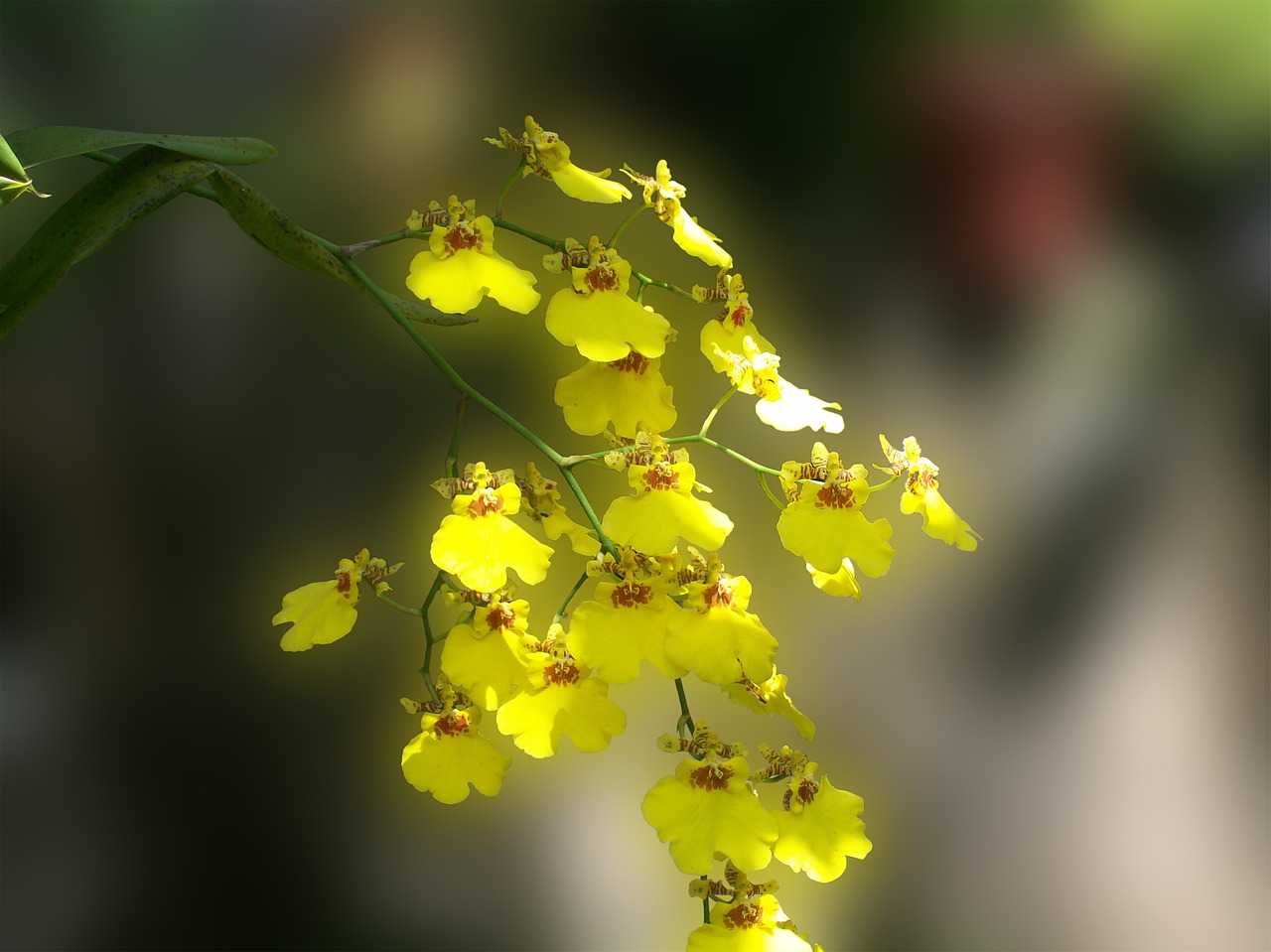 flowers orchids yellow free photo