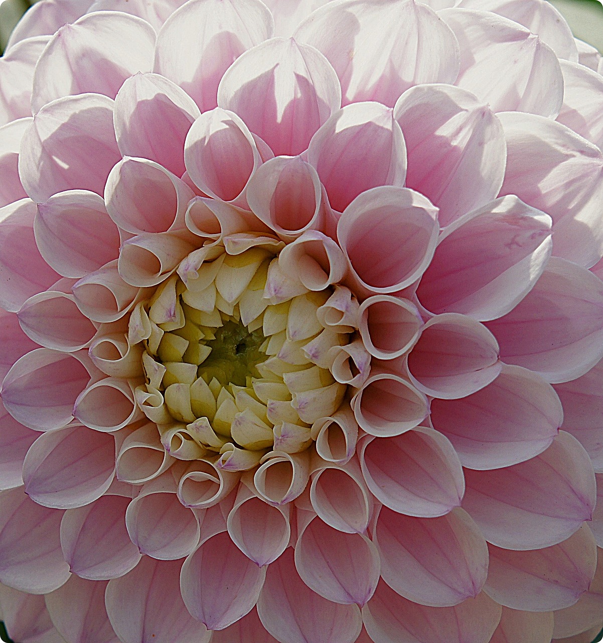 flowers dahlias flower garden free photo