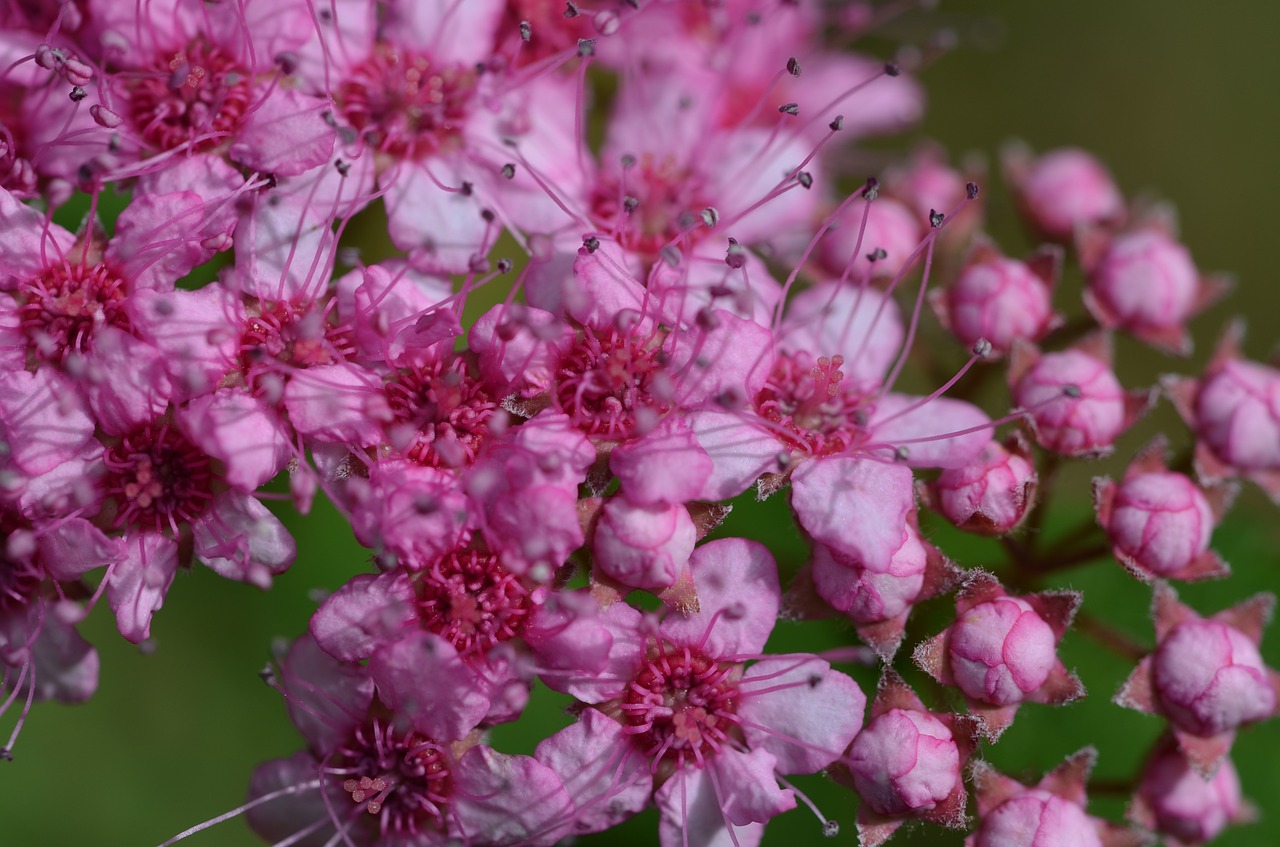 flowers pink close free photo