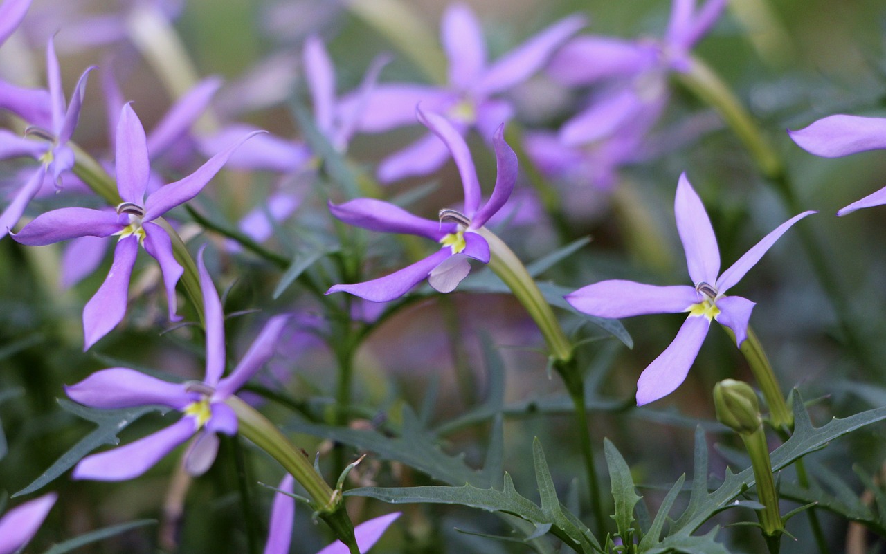 flowers purple nature free photo