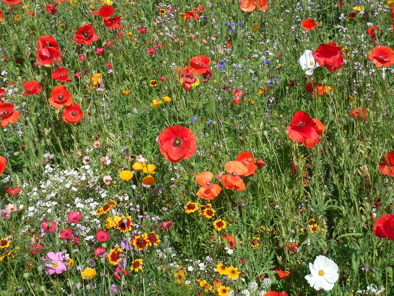 flowers meadow flower meadow free photo