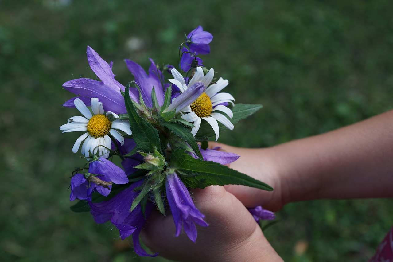 flowers strauss purple free photo