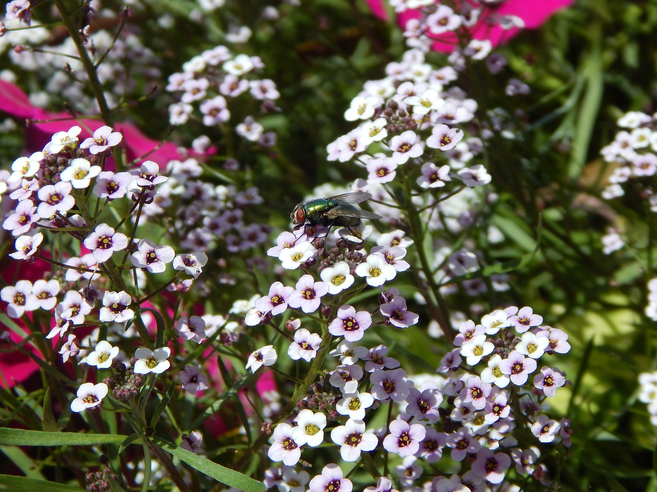 flowers fly insect free photo