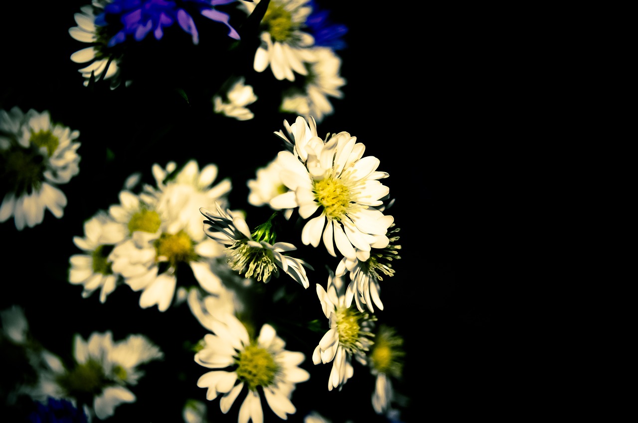 flowers daisies flower free photo