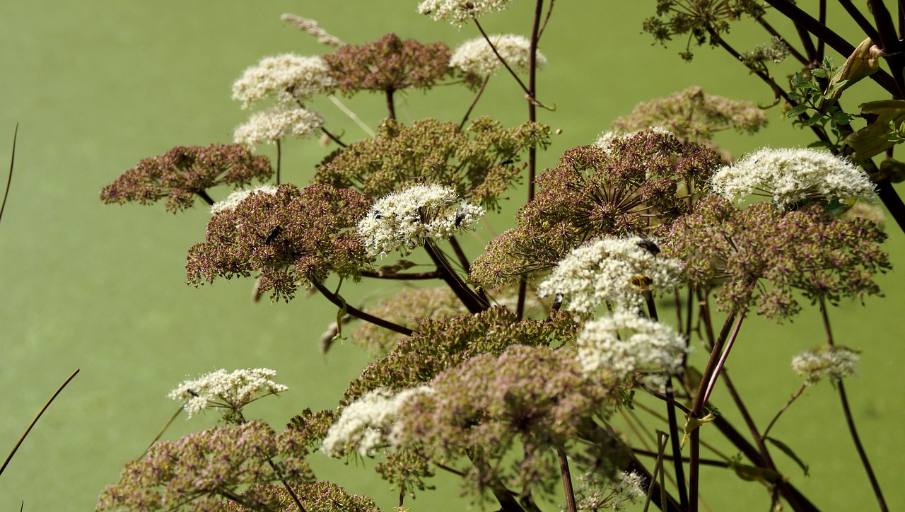 flowers bank water free photo