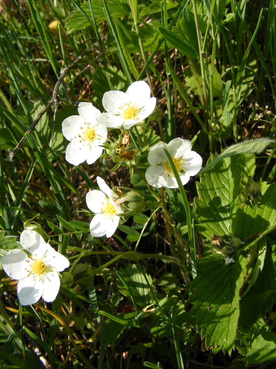 flowers forest green free photo