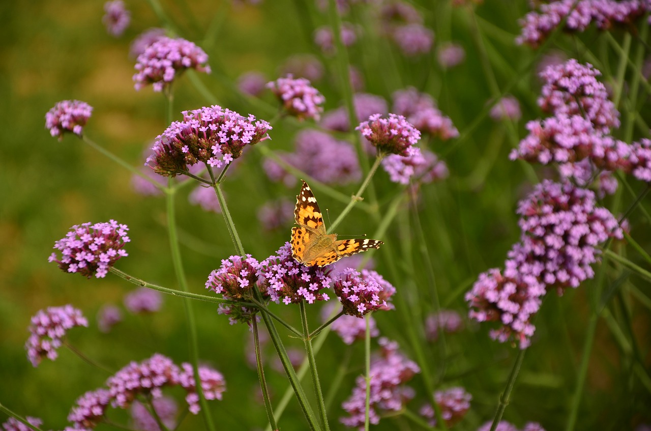 flowers painted lady butterfly free photo