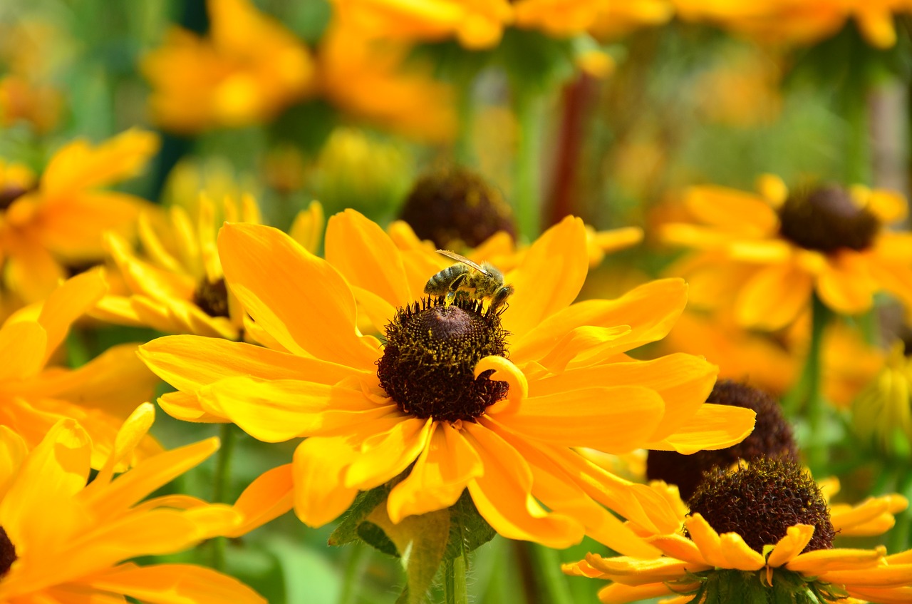 flowers yellow sun brews free photo