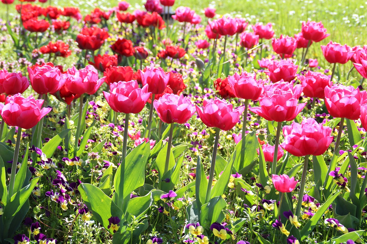 flowers tulip spring free photo