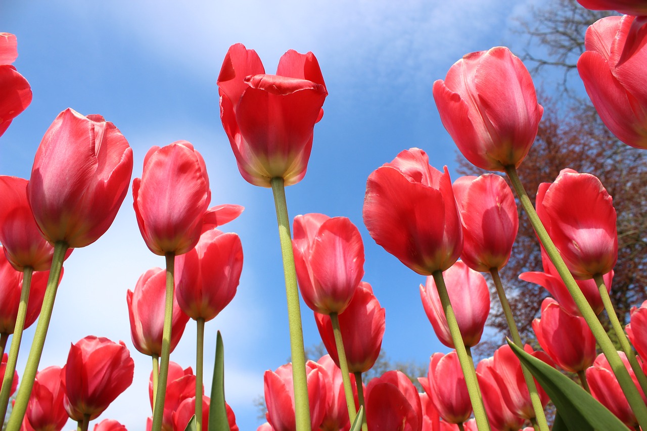 flowers tulips spring free photo