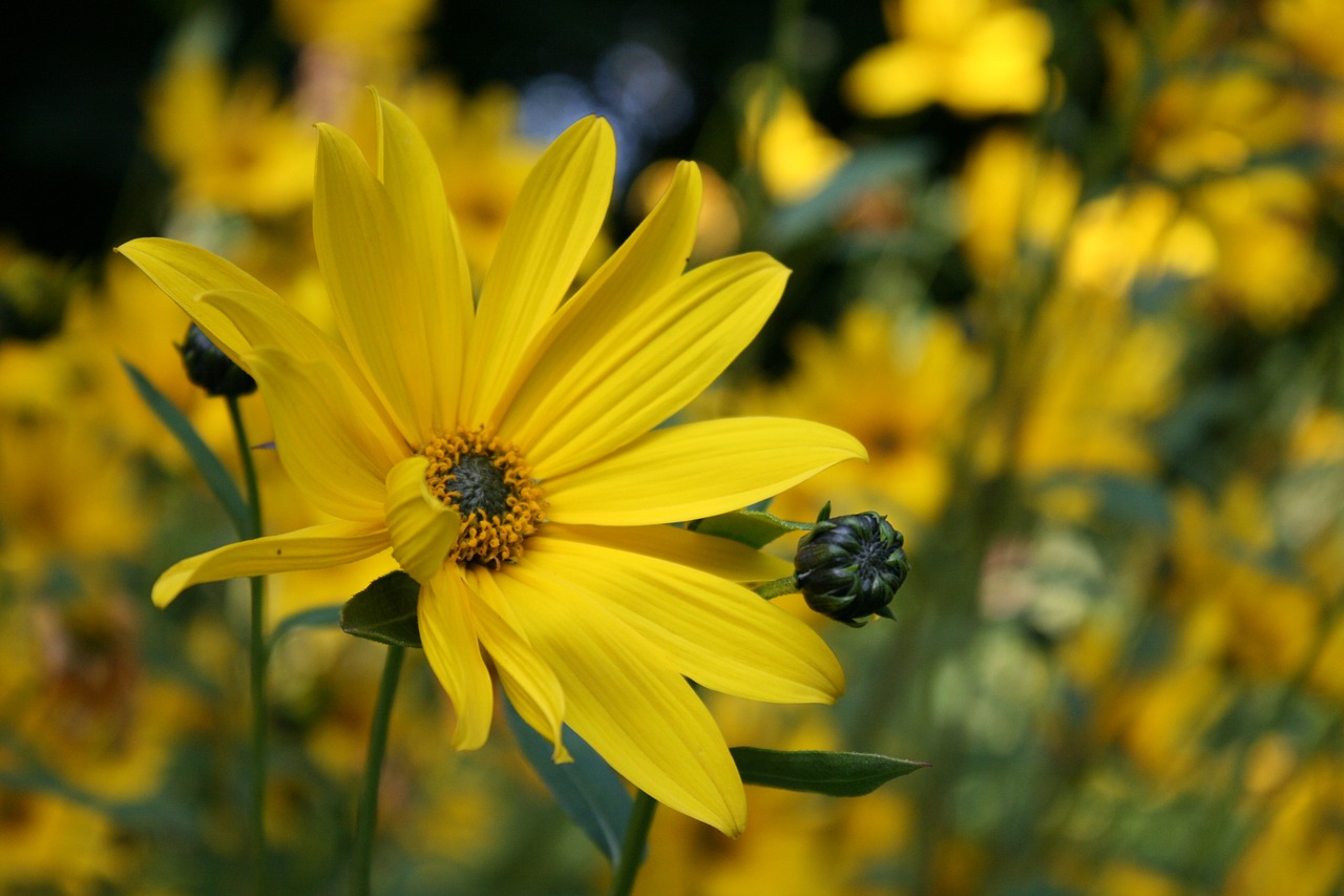 flowers yellow garden free photo