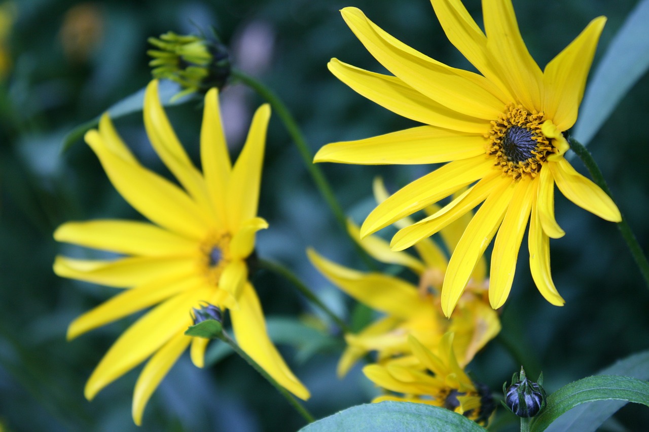 flowers yellow garden free photo