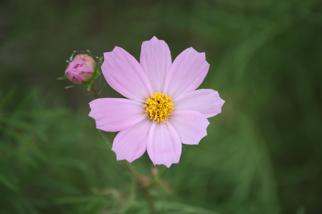 flowers pink beautiful free photo