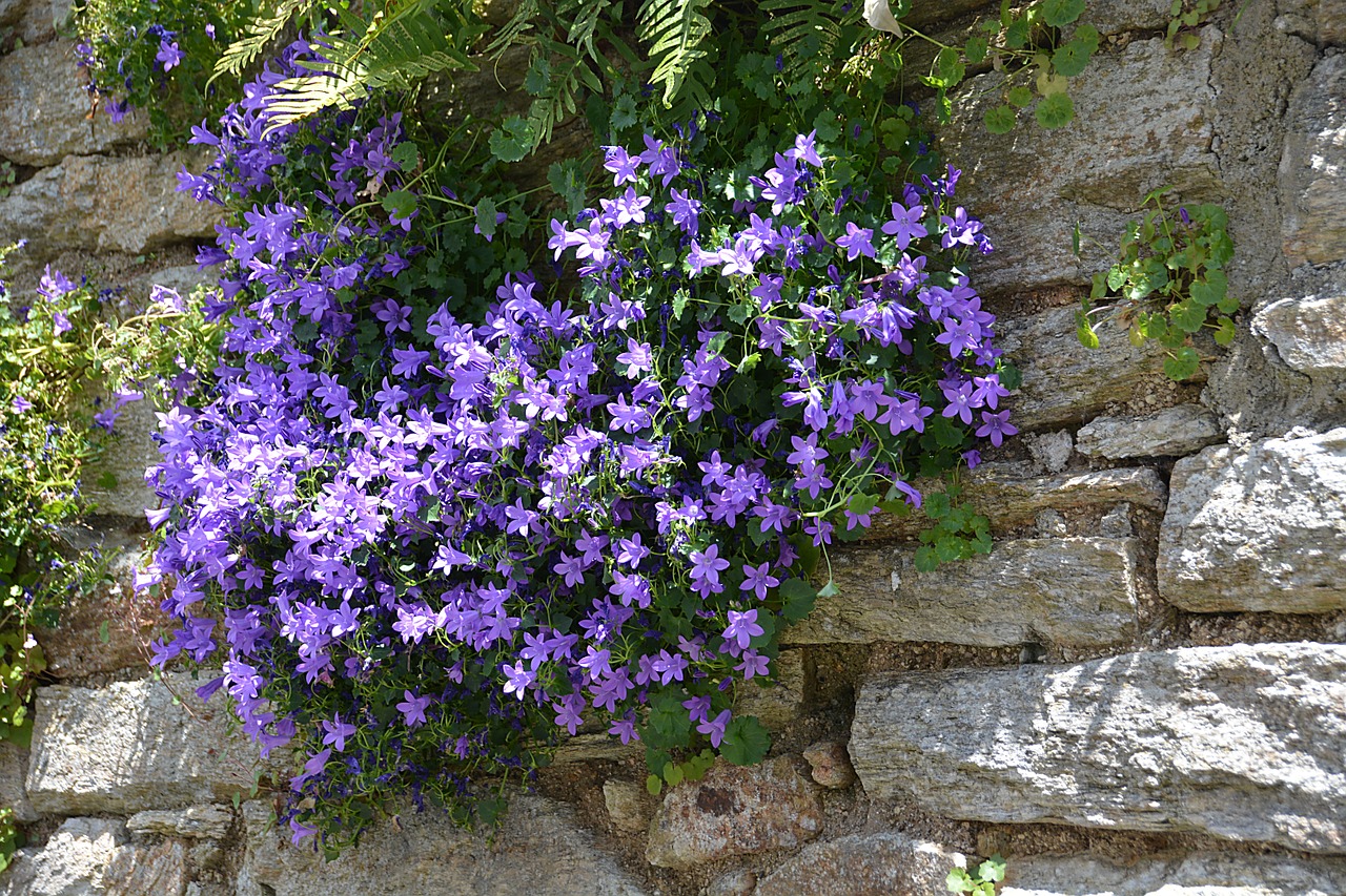 flowers nature campanules free photo