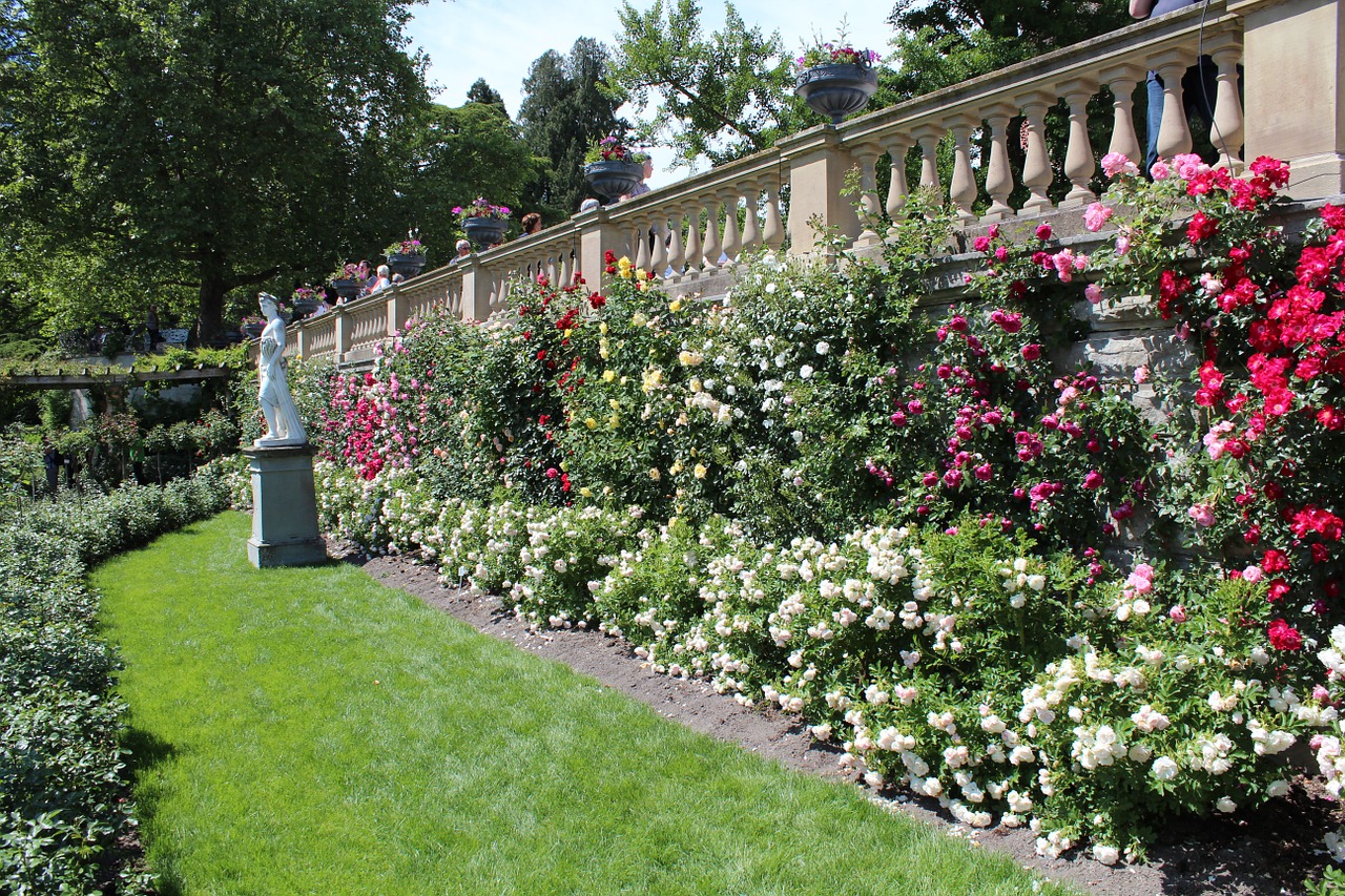 flowers beautiful fence free photo