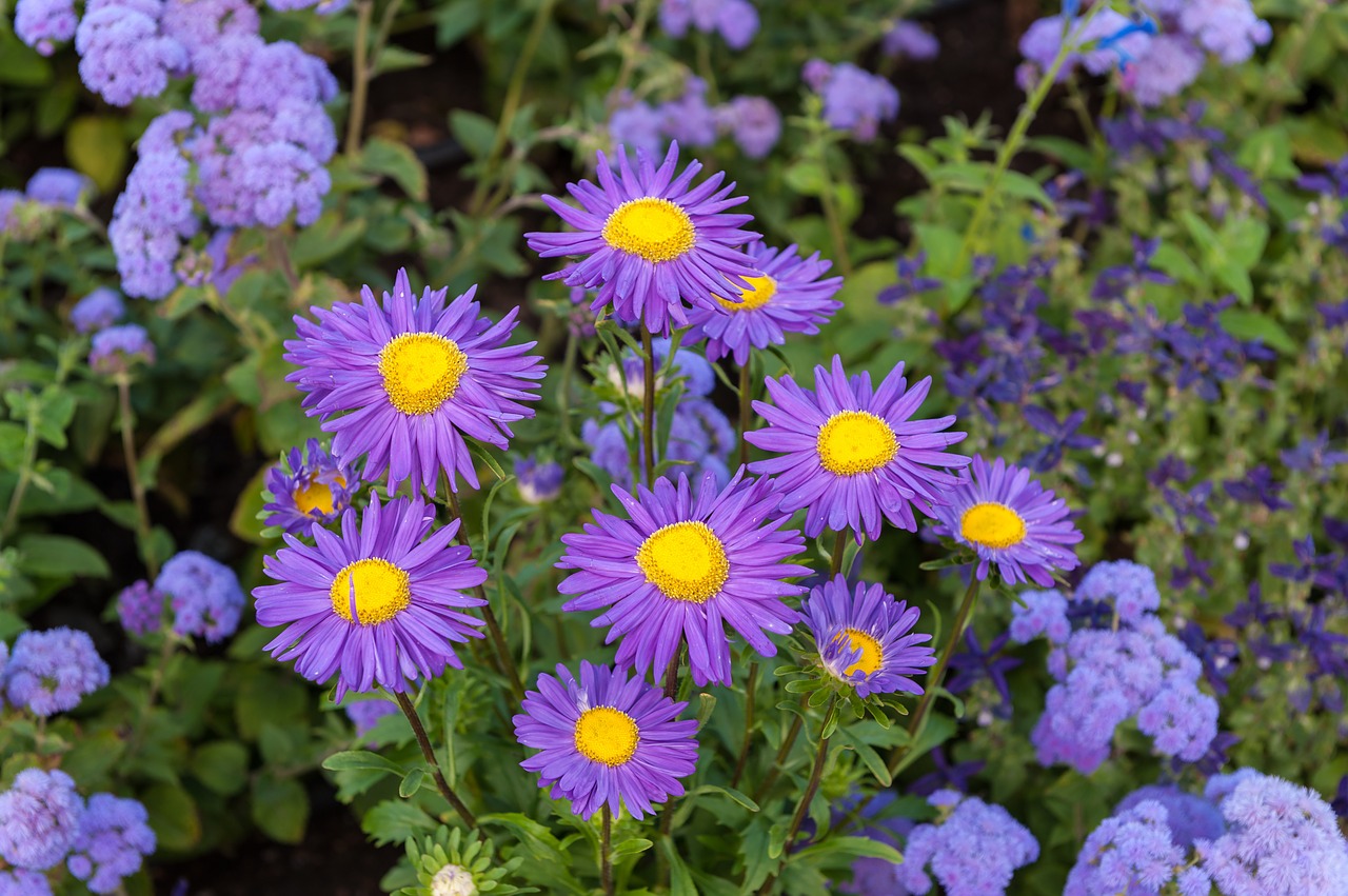 flowers nature daisies free photo