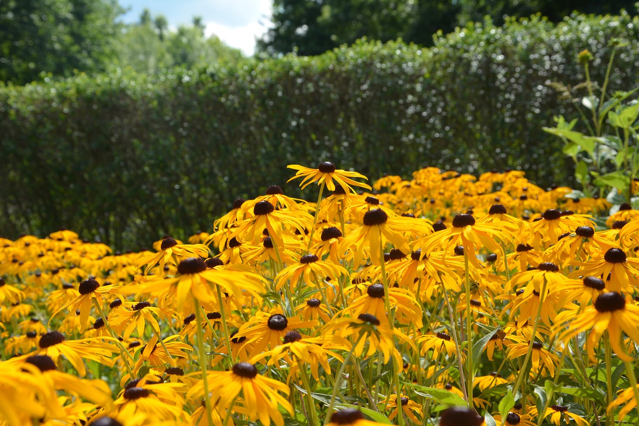 flowers garden sunflowers free photo