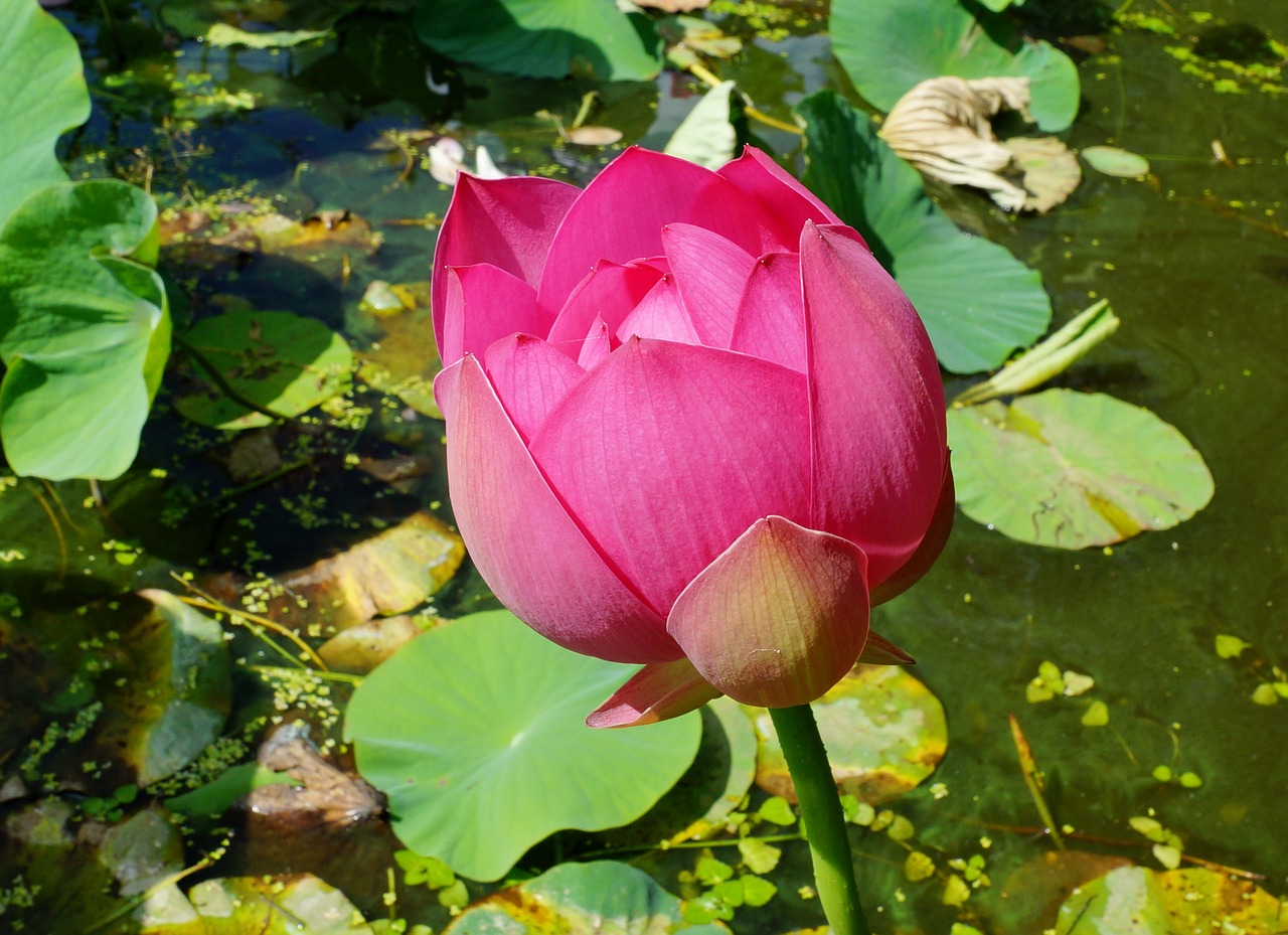 flowers lotus pond free photo