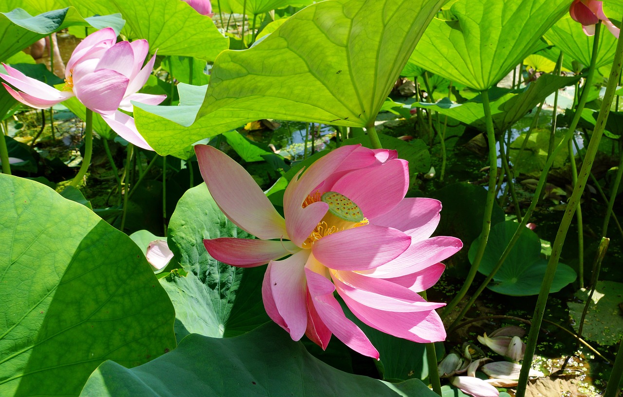 flowers lotus pond free photo