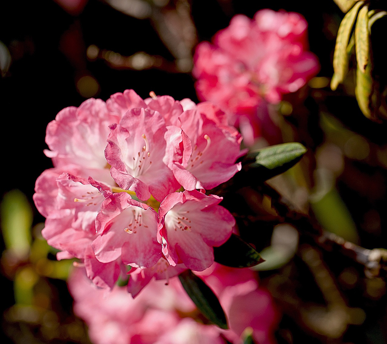 flowers a flower garden garden free photo