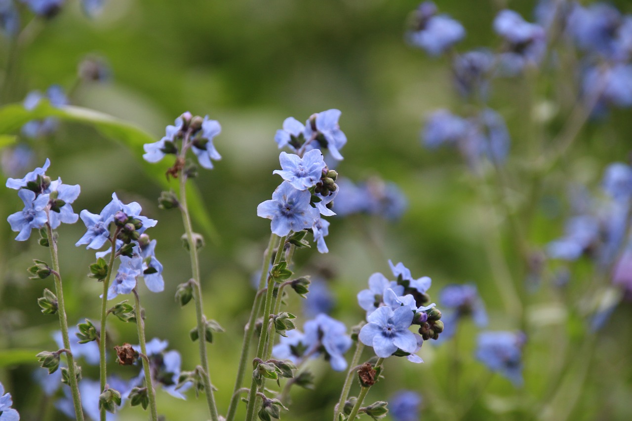 flowers purple small free photo