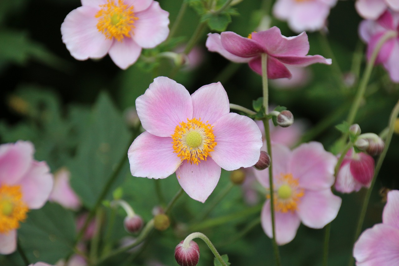 flowers pink plant free photo