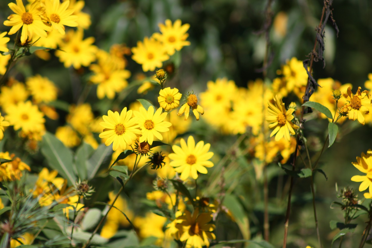 flowers yellow nature free photo