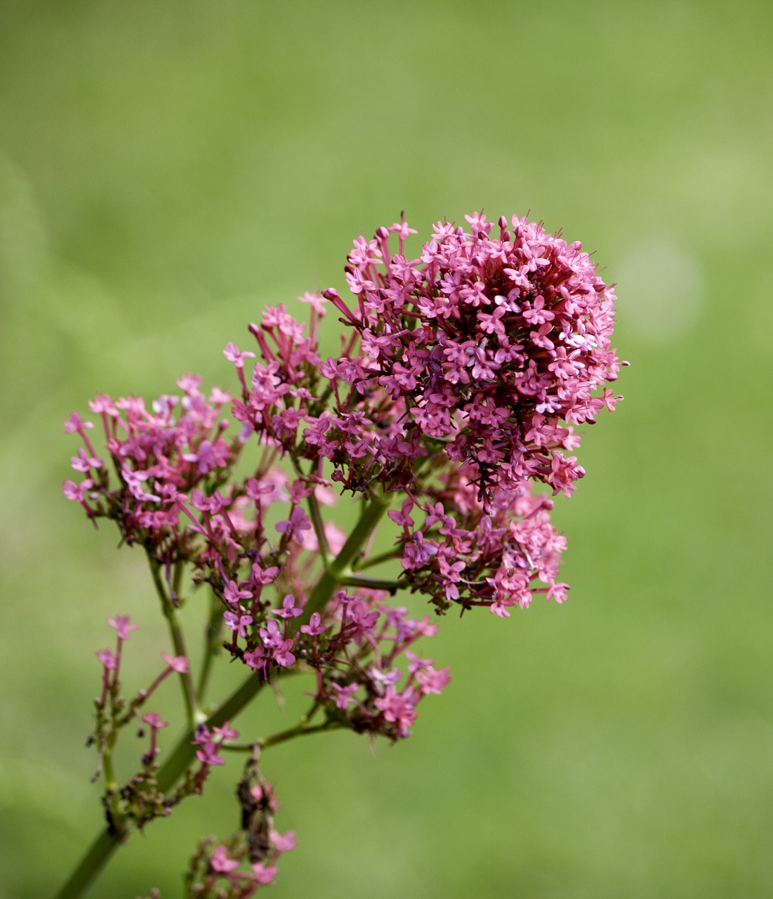 flowers bloom blossom free photo