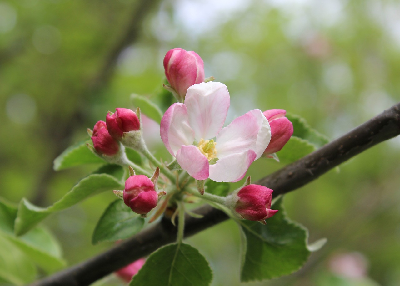 flowers bloom tree free photo