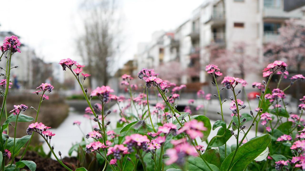 flowers flower pink free photo