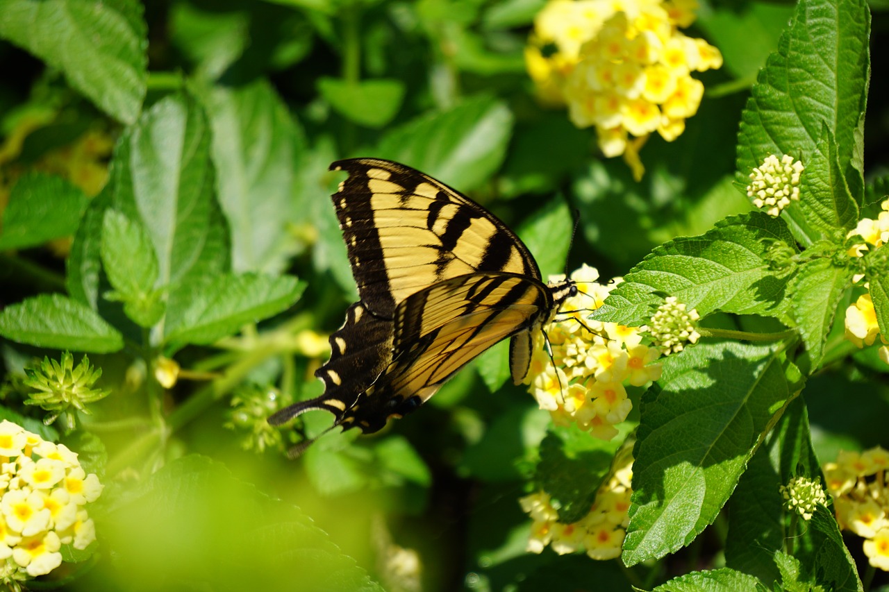 flowers butterfly yellow free photo