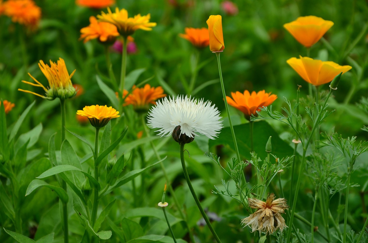 flowers federnelke yellow poppy free photo