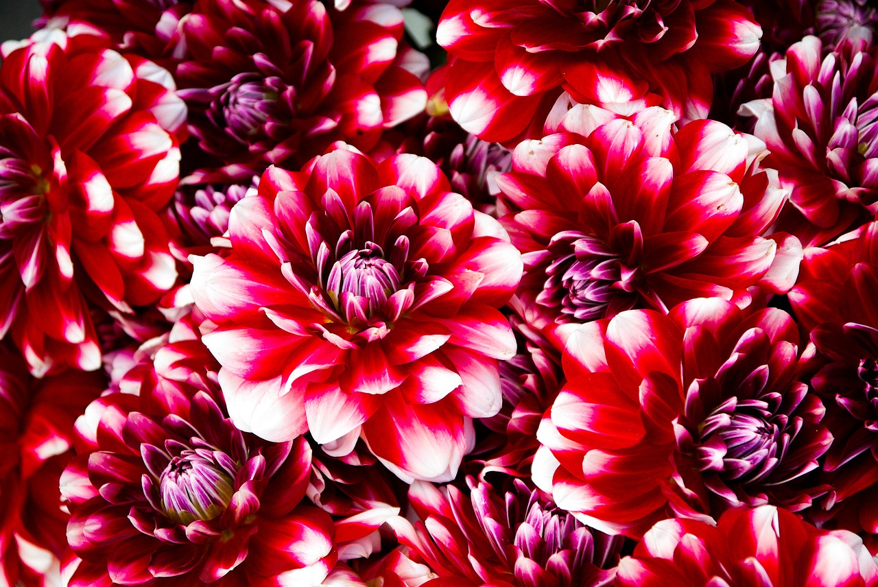 flowers red petals free photo