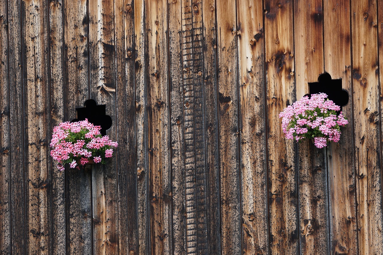 flowers summer geranium free photo