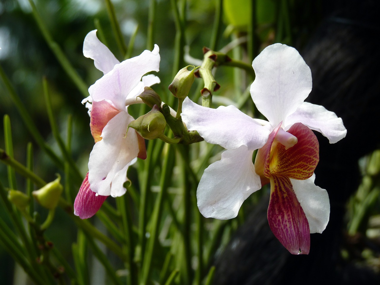 flowers orchids white free photo