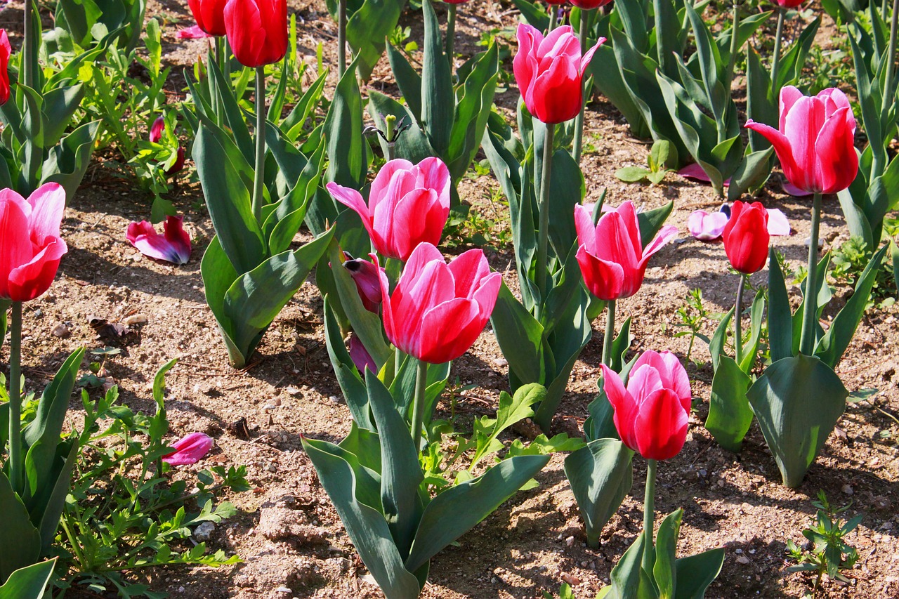 tulip flowers flower garden free photo